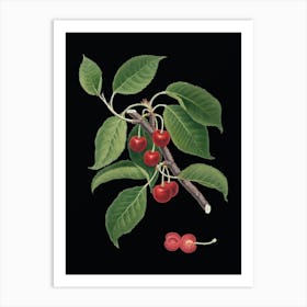 Vintage Sour Cherry Botanical Illustration on Solid Black n.0258 Art Print