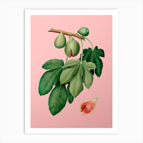 Vintage Fig Botanical on Soft Pink n.0017 Art Print