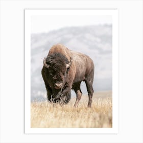 Bison Scenery Art Print