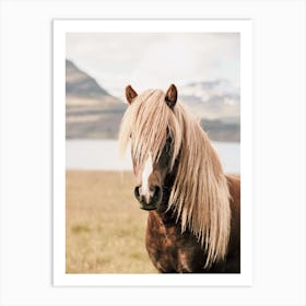 Icelandic Pony Art Print