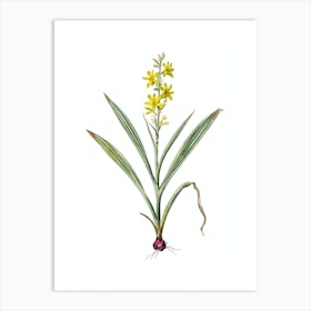 Vintage Wachendorfia Thyrsiflora Botanical Illustration on Pure White Art Print