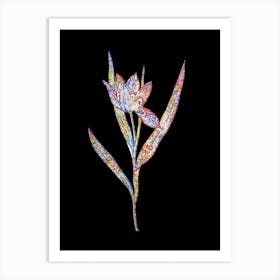 Stained Glass Tulipa Oculus Colis Mosaic Botanical Illustration on Black n.0081 Art Print