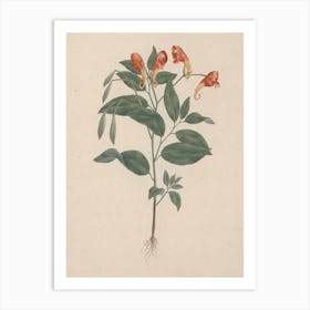 Impatiens Rothii Hook. f. (Balsam), Luigi Balugani Art Print