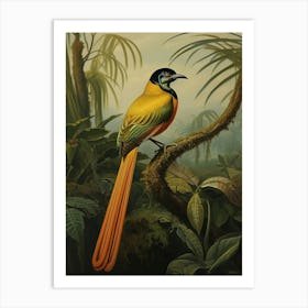 Winged Wonder: Wilson's Bird-of-Paradise Wall Art Art Print