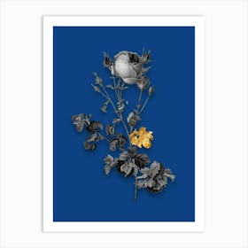 Vintage Celery Leaved Cabbage Rose Black and White Gold Leaf Floral Art on Midnight Blue n.0103 Art Print