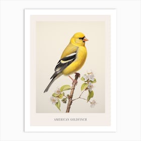 Vintage Bird Drawing American Goldfinch 1 Poster Art Print