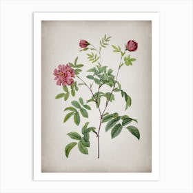 Vintage Cinnamon Rose Botanical on Parchment n.0346 Art Print