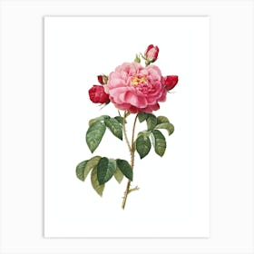 Vintage Duchess of Orleans Rose Botanical Illustration on Pure White n.0834 Art Print