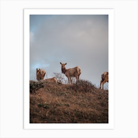 Hilltop Elk Herd Art Print