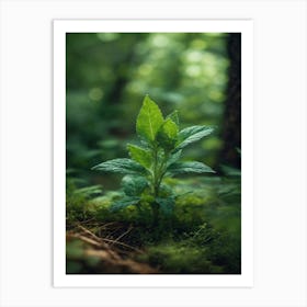 Small Plant In The Forest Art Print