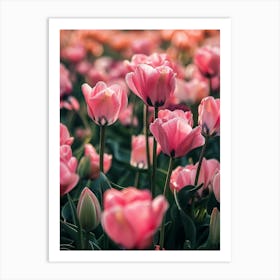 Pink Tulips Art Print