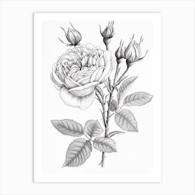 Roses Sketch 44 Art Print