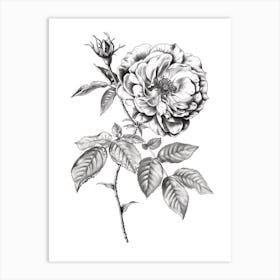 Black And White Rose Line Drawing 4 Art Print