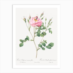 Anemone Flowered Sweetbriar, Pierre Joseph Redoute Art Print