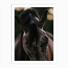 Equine Grace - Belgium horse close up photo print - moody animal photography art Art Print