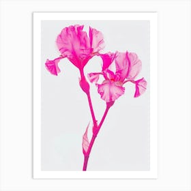 Hot Pink Iris 1 Art Print