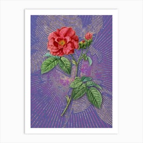 Vintage Apothecary Rose Botanical Illustration on Veri Peri n.0853 Art Print