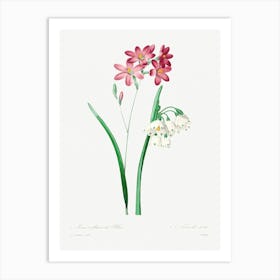 Pink Ixia, Pierre Joseph Redoute Art Print