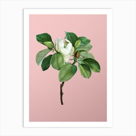 Vintage Magnolia Elegans Botanical on Soft Pink n.0212 Art Print