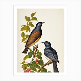 Cuckoo 2 James Audubon Vintage Style Bird Art Print