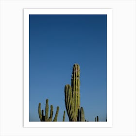 Cactus Fingers And Blue Skies Art Print
