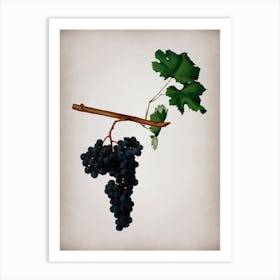 Vintage Dolcetto Grapes Botanical on Parchment n.0762 Art Print