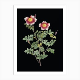 Vintage Variegated Burnet Rose Botanical Illustration on Solid Black n.0088 Art Print