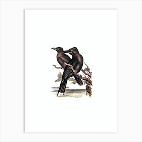 Vintage Sooty Crow Shrike Bird Illustration on Pure White n.0259 Art Print