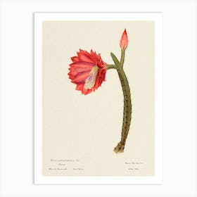 The Sun Cactus, Familie Der Cacteen Art Print