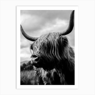 Scottish Highland Cattle Black And White Art Print