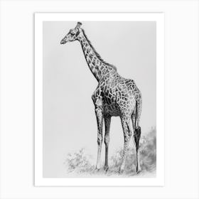 Giraffe In The Wild Pencil Drawing 1 Art Print