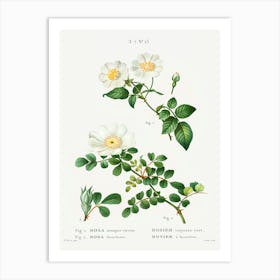 White Rose Of York Scotch Rose, Pierre Joseph Redoute Art Print