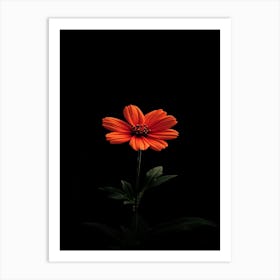 Single Orange Flower On Black Background 15 Art Print