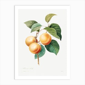 Peaches, Pierre Joseph Redoute Art Print