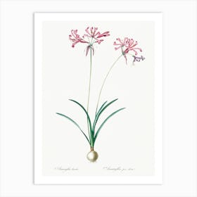 Nerine Illustration From Les Liliacées (1805), Pierre Joseph Redoute Art Print