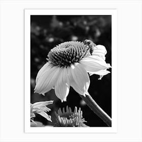 Honeybee on Coneflower Art Print