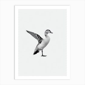 Duck B&W Pencil Drawing 1 Bird Art Print