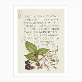 Blackberry And Nottingham Catchfly From Mira Calligraphiae Monumenta, Joris Hoefnagel Art Print