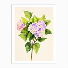 Hydrangea Vintage Flowers Flower Art Print