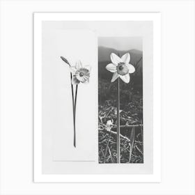 Daffodil Flower Photo Collage 2 Art Print