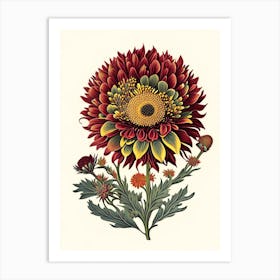 Blanket Flower Wildflower Vintage Botanical 2 Art Print