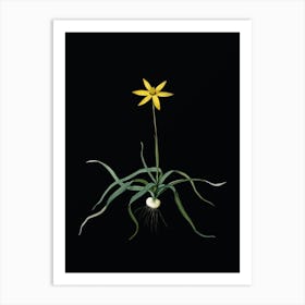 Vintage Hypoxis Stellata Botanical Illustration on Solid Black n.0816 Art Print