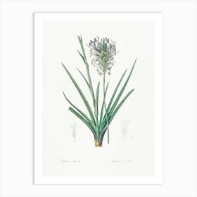 Agave Spicata Illustration From Les Liliacées (1805), Pierre Joseph Redoute Art Print