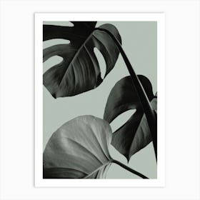 Monstera Green_2058253 Art Print