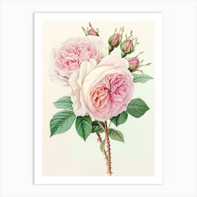 English Roses Painting Detailed Botanical 1 Art Print