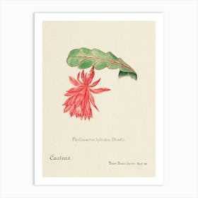 Orchid Cactus, Familie Der Cacteen 1 Art Print