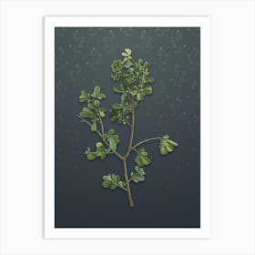 Vintage European Buckthorn Botanical on Slate Gray Pattern n.0350 Art Print