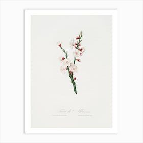 Apricot Flower (Prunus Armeniaca) From Pomona Italiana (1817 - 1839), Giorgio Gallesio Art Print