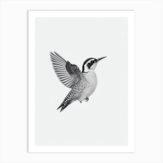 Black and White Blue Jay Art Board Print for Sale by Pencil-Art