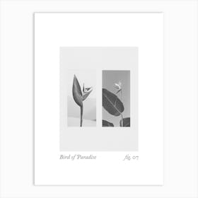 Bird Of Paradise Botanical Collage 3 Art Print